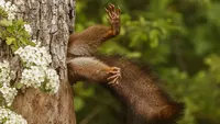 Gemas! Aksi Kocak Para Hewan di Finalis Comedy Wildlife Photo Awards