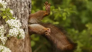 Gemas! Aksi Kocak Para Hewan di Finalis Comedy Wildlife Photo Awards
