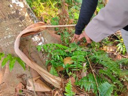 Mahasiswi di Lutim Nekat Aborsi Janin 6 Bulan Saat KKN, Jasad Bayi Dibuang