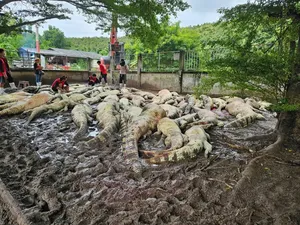 Petani Thailand Terpaksa Musnahkan 100 Buaya Langka Karena Badai Petani Thailand Terpaksa Musnahkan 100 Buaya Langka Karena Badai