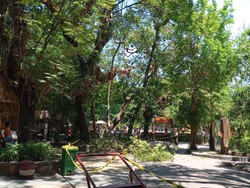 Pengunjung KBS Terluka Usai Kejatuhan Ranting Pohon