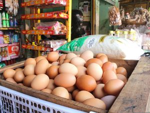 Produksi Telur Ayam di Palembang Terganggu Imbas Cuaca Panas Produksi Telur Ayam di Palembang Terganggu Imbas Cuaca Panas