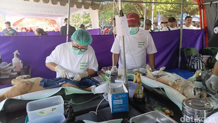 Vaksinasi dan sterilisasi anjing dalam program world rabies day di area parkir Pantai Mertasari, Minggu (29/9/2024). (Ida Bagus Putu Mahendra/detikBali) Vaksinasi dan sterilisasi anjing dalam program world rabies day di area parkir Pantai Mertasari, Minggu (29/9/2024). (Ida Bagus Putu Mahendra/detikBali)