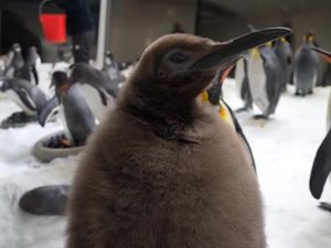 Pesto Si Bayi Penguin Gemoy yang Digemari Katy Perry Pesto Si Bayi Penguin Gemoy yang Digemari Katy Perry