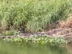 BBKSDA Sulsel Duga Buaya Muncul di Kanal Jalan Anggrek Makassar dari Muara