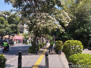 Bunga Tabebuya Bermekaran di Trotoar Cikini, Warga: Kayak di Jepang