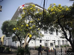 5 Pohon Peneduh yang Akarnya Tak Rusak Rumah, Cocok untuk Pekarangan