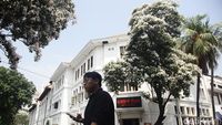 Bunga Tabebuya Bermekaran di Kota Tua Jakarta