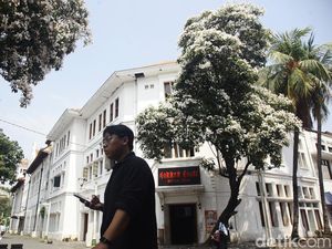 Bunga Tabebuya Bermekaran di Kota Tua Jakarta