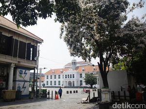 Tabebuya di Kota Tua Jakarta Mekar, Pengunjung Terpana Dibuatnya