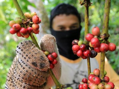 Harga Kopi Robusta di Petani Turun Jadi Rp 55 Ribu/Kg