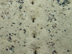 Lubang Misterius di Dasar Laut Bikin Bingung Ilmuwan