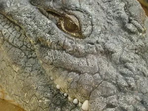 Keganasan Reptil Besar yang Seret Bocah 11 Tahun ke Sungai Keganasan Reptil Besar yang Seret Bocah 11 Tahun ke Sungai