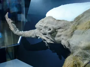 Jasad Mamut yang Sempurna Ditemukan di Lapisan Tanah Beku Siberia Jasad Mamut yang Sempurna Ditemukan di Lapisan Tanah Beku Siberia