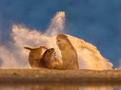 Jawara Kontes Foto Alam Bikin Takjub