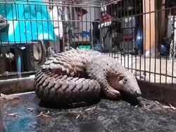 Heboh Trenggiling Nyasar ke Permukiman Warga di Sukabumi