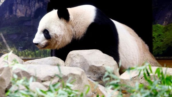 Setelah Satu Dekade, Jepang Akhirnya Pulangkan Panda Raksasa ke China