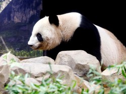 2 Panda Tua Kesayangan Jepang Pulang ke China, Berobat Tekanan Darah Tinggi