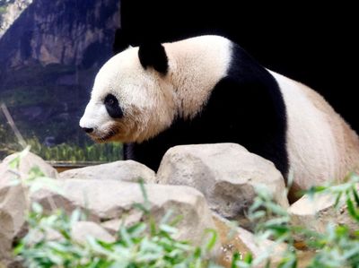 Setelah Satu Dekade, Jepang Akhirnya Pulangkan Panda Raksasa ke China