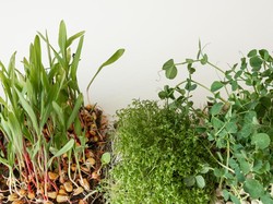 Mengenal Kingdom Plantae, Ciri-ciri, dan Klasifikasinya