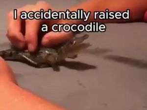 Viral Orang Ngaku Tak Sengaja Pelihara Buaya, Dikira Cuma Kadal