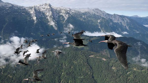 Potret Burung Paling Langka di Dunia Dapat Diselamatkan