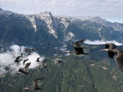 Potret Burung Paling Langka di Dunia Dapat Diselamatkan
