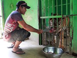 Melihat Perawatan Harimau dan Gajah di Medan Zoo