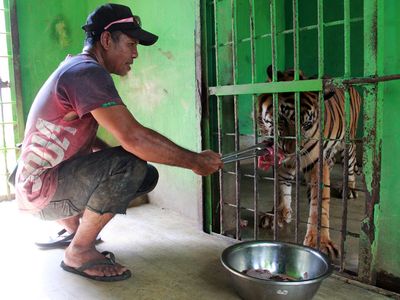 Melihat Perawatan Harimau dan Gajah di Medan Zoo