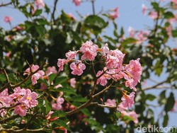 Tak Hanya Cantik, Ini 6 Manfaat Tabebuya untuk Kesehatan