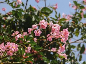 Tak Hanya Cantik, Ini 6 Manfaat Tabebuya untuk Kesehatan Tak Hanya Cantik, Ini 6 Manfaat Tabebuya untuk Kesehatan