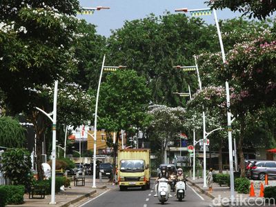 Mirip Sakura, Bunga Tabebuya Percantik Kemang