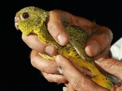 Penemuan Spesies Beo Malam di Australia, Salah Satu Burung Terlangka di Dunia