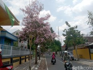 Mekarnya Bunga Tabebuya Makin Mempercantik Jalanan Blora