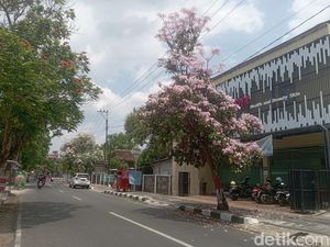 Bunga Tabebuya Bermekaran Percantik Jalanan Blora