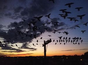 Ribuan Burung Beo Serbu Kota Argentina gegara Hutan Digunduli Ribuan Burung Beo Serbu Kota Argentina gegara Hutan Digunduli