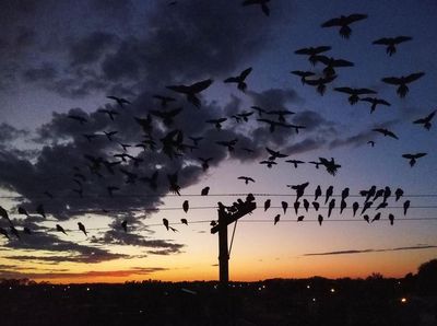 Ribuan Burung Beo Serbu Kota Argentina gegara Hutan Digunduli