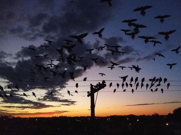 Ribuan Burung Beo Serbu Kota Argentina gegara Hutan Digunduli