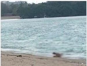 Heboh Bule Berhubungan Seks di Pantai Mandalika, Polisi Usut Heboh Bule Berhubungan Seks di Pantai Mandalika, Polisi Usut