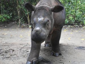 Video: Potret Ulang Tahun Pertama Anggi Si Badak Sumatera