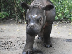 Taman Nasional Bukit Barisan Kaya Flora dan Fauna, tapi Badak-Harimau Dalam Bahaya