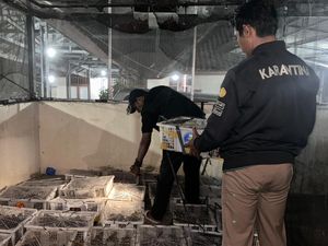 Balai Karantina Lampung Gagalkan Penyelundupan 1.028 Burung Ilegal Balai Karantina Lampung Gagalkan Penyelundupan 1.028 Burung Ilegal