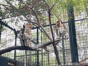 Bekantan, Maskot Ancol, Ada di Faunaland Bekantan, Maskot Ancol, Ada di Faunaland