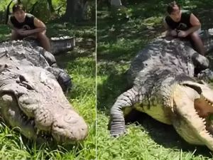 Masih Jadi Buaya Tertua, Henry Akan Berusia 125 Tahun pada 2025 Masih Jadi Buaya Tertua, Henry Akan Berusia 125 Tahun pada 2025