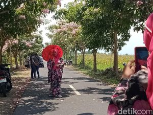 Tabebuya Mekar, Jalan Desa Soropaten Klaten Jadi Objek Wisata Selfie Dadakan Tabebuya Mekar, Jalan Desa Soropaten Klaten Jadi Objek Wisata Selfie Dadakan