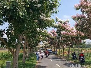 Bunga Tabebuya Bermekaran, Jalanan Desa di Klaten Jadi Wisata Dadakan