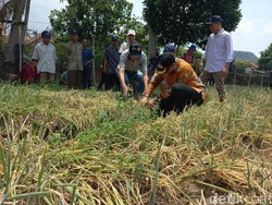 Hasil Panen Lebih Melimpah dengan Biji Bawang Merah