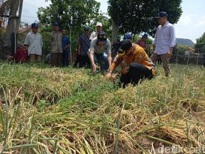 Hasil Panen Lebih Melimpah dengan Biji Bawang Merah Hasil Panen Lebih Melimpah dengan Biji Bawang Merah