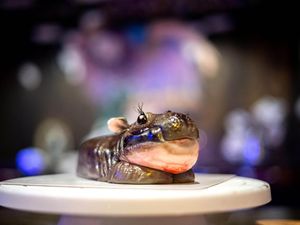 Kuda Nil Viral Jadi Peluang Baru Usaha Kecil di Thailand