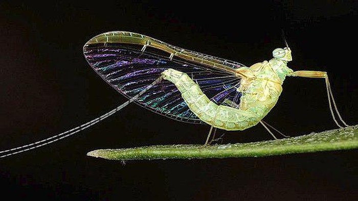 Rahasia Umur Panjang Terungkap, 10 Hewan dengan Rentang Hidup Paling Ekstrem!